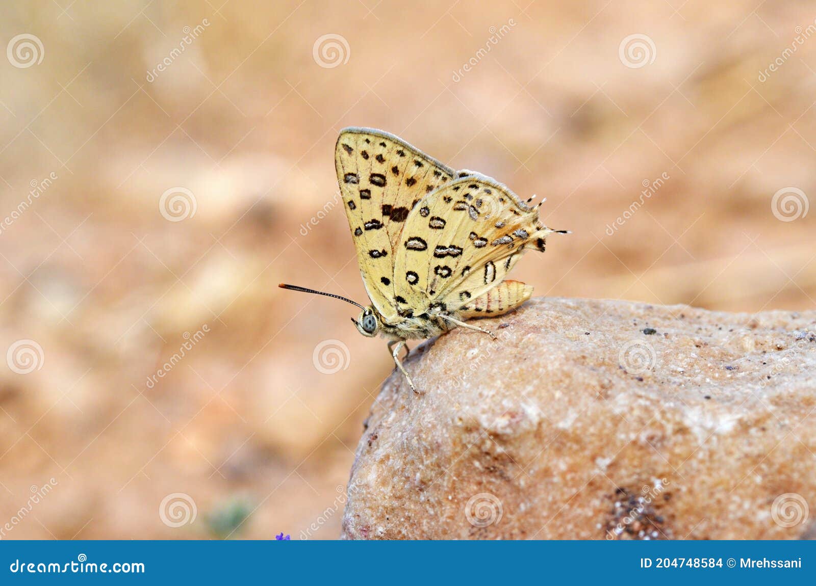 cigaritis maxima butterfly sitting on rock , butterflies of iran
