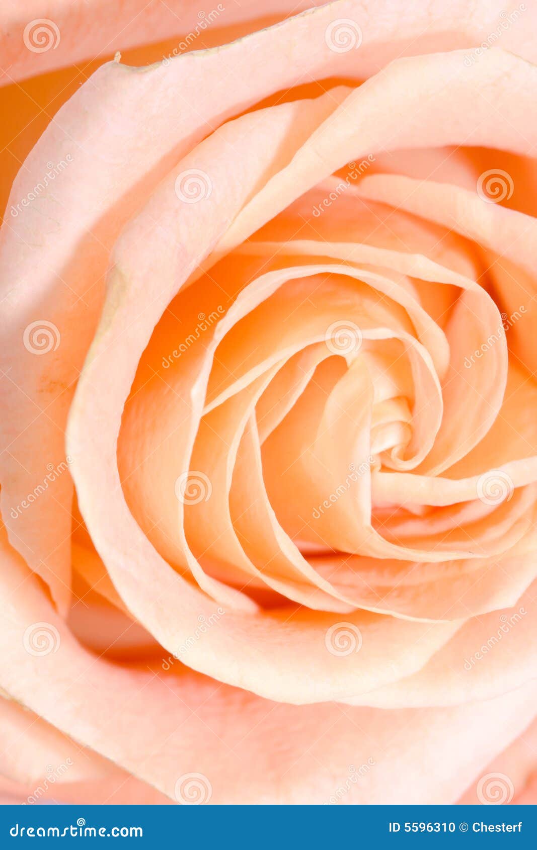 Closeup macro rose bud stock photo. Image of birthday 5596310