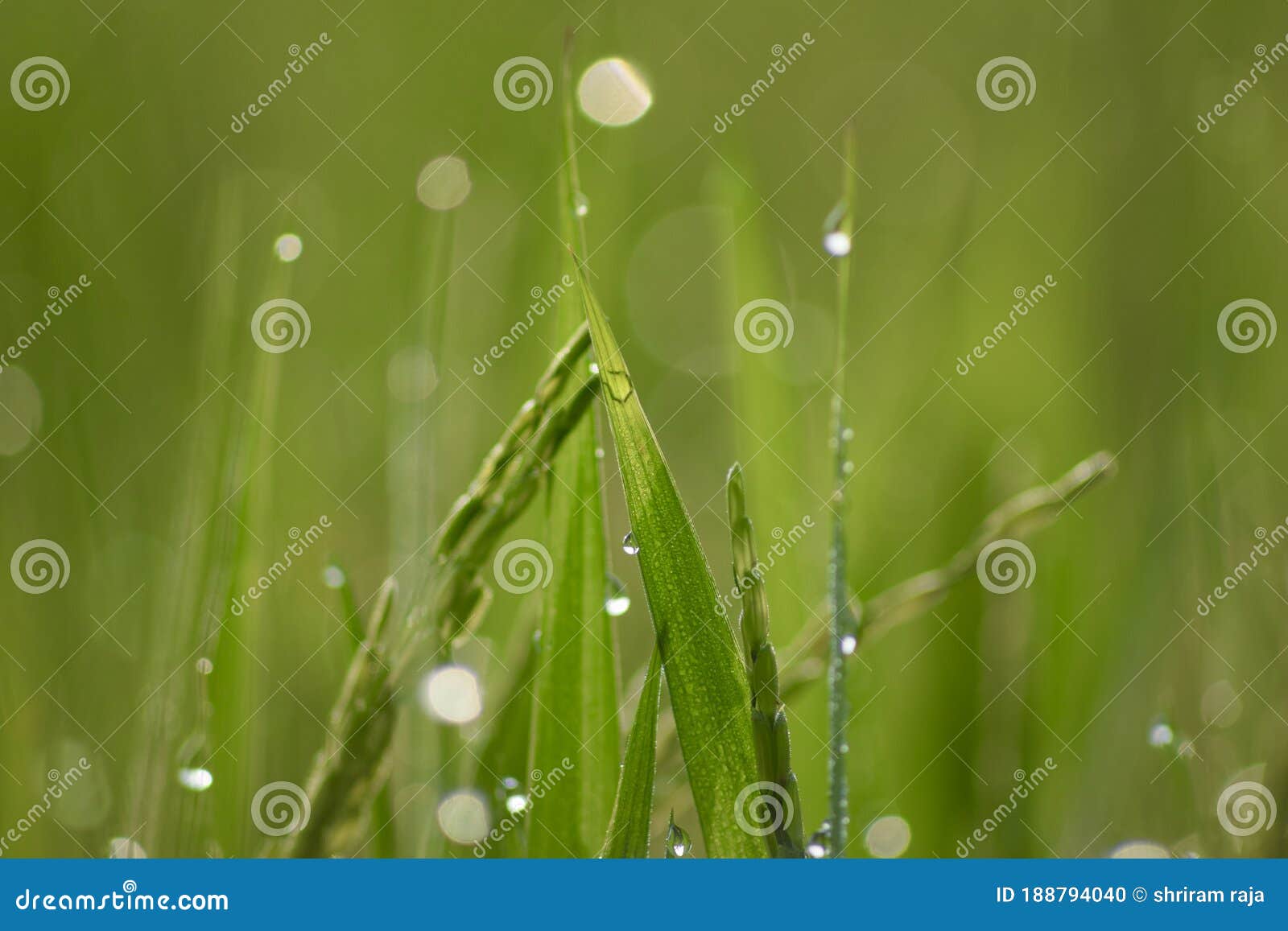 dew drops on green grass!