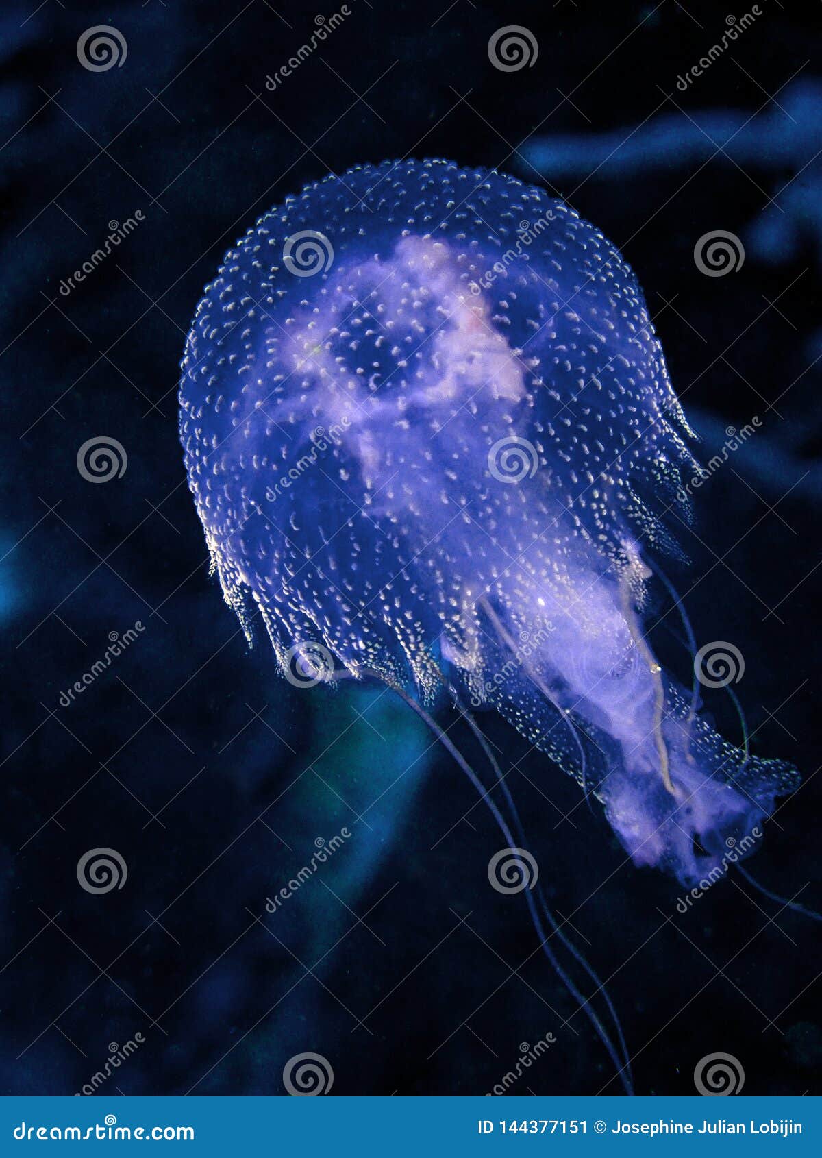 closeup and macro shot of jellyfish underwater scuba diving.