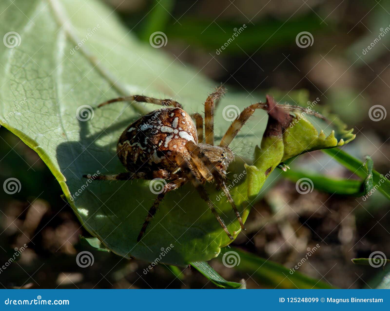 Close Up View Of A European Garden Spider Stock Image Image Of