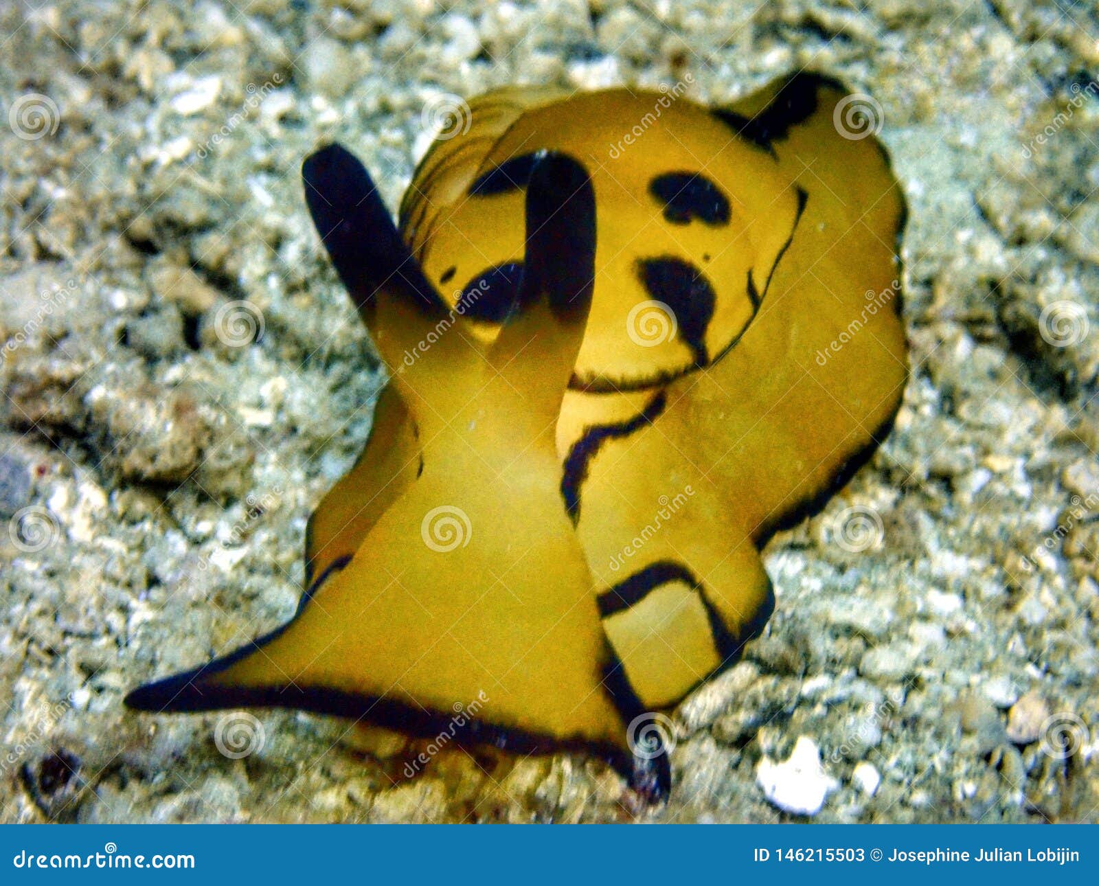 closeup and macro shot of nudibranch pleurobranch sidegill slug, berthella martensi during leisure dive in sabah, borneo.