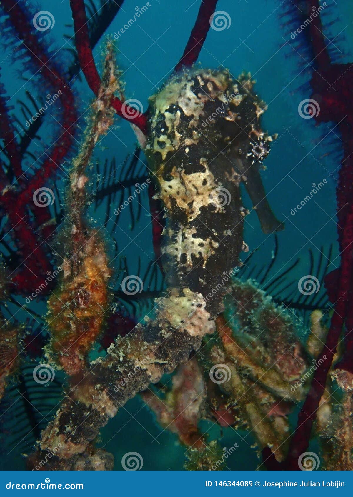 closeup and macro shot of seahorse hippocampus kuda during leisure dive in sabah, borneo.