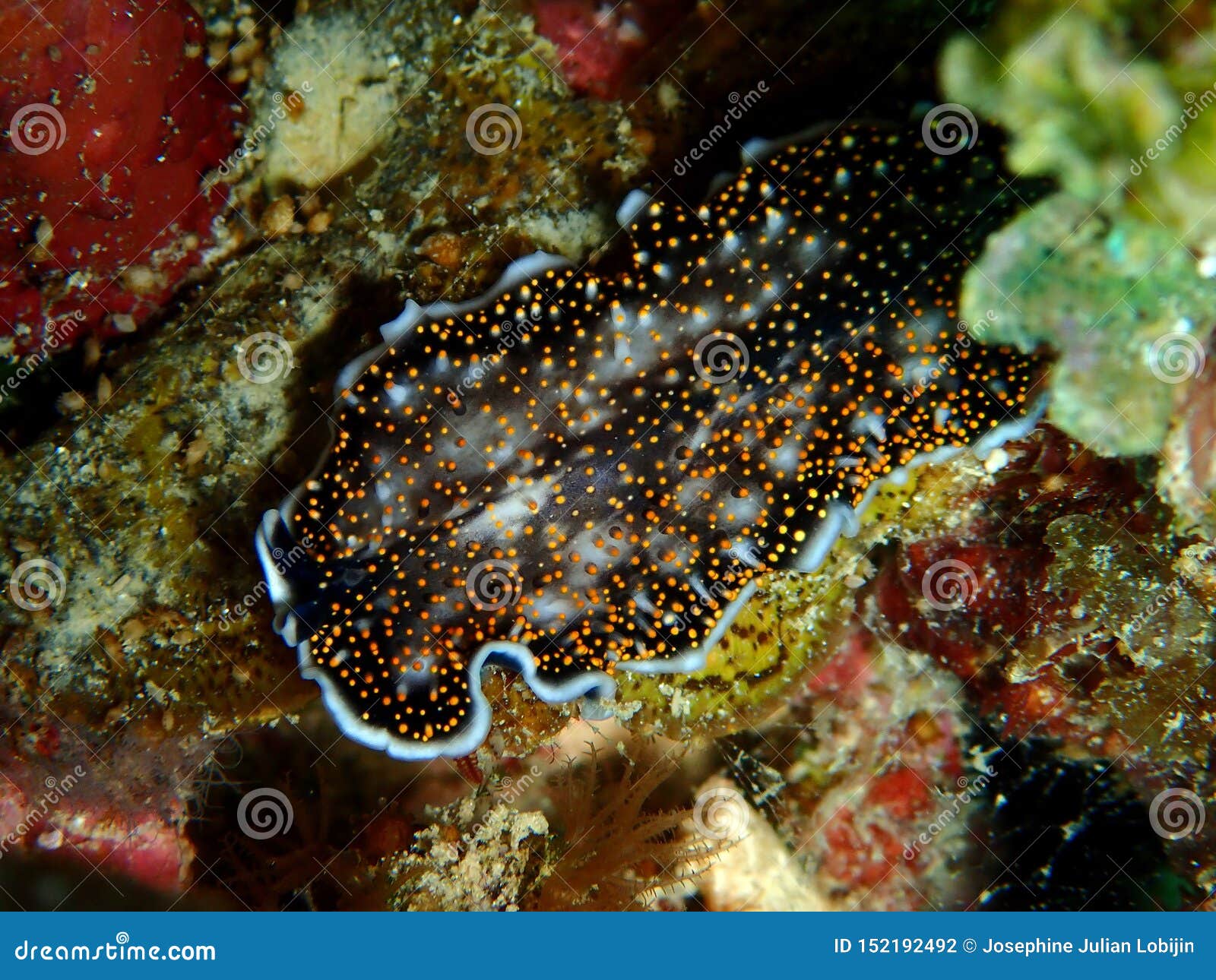 the flatworm acanthozoon sp during a leisure dive in tunku abdul rahman park, kota kinabalu. sabah, malaysia. borneo.