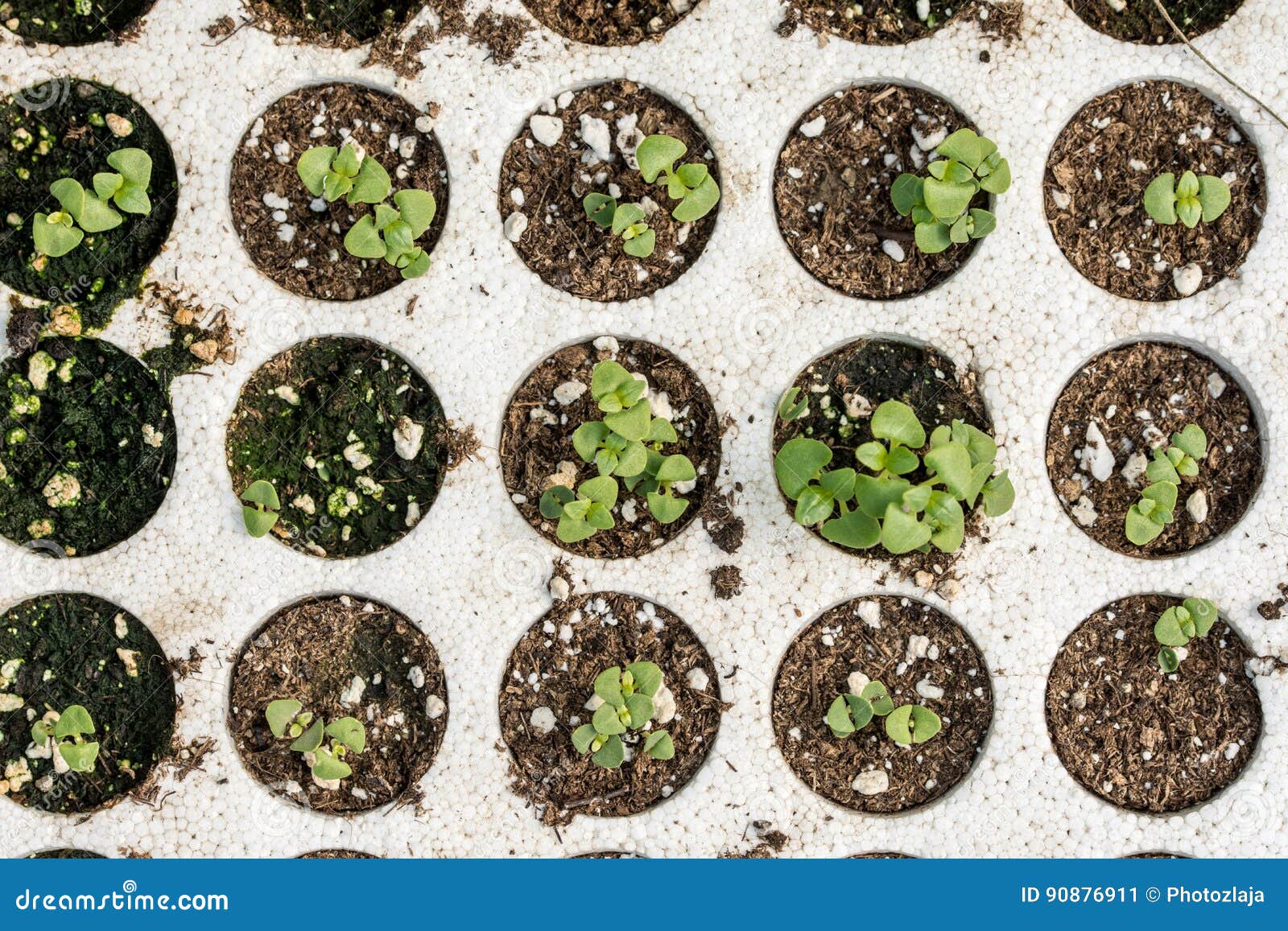 Closeup Macro Of Young Basil Plants Seedlings In Styrofoam Flat Lay