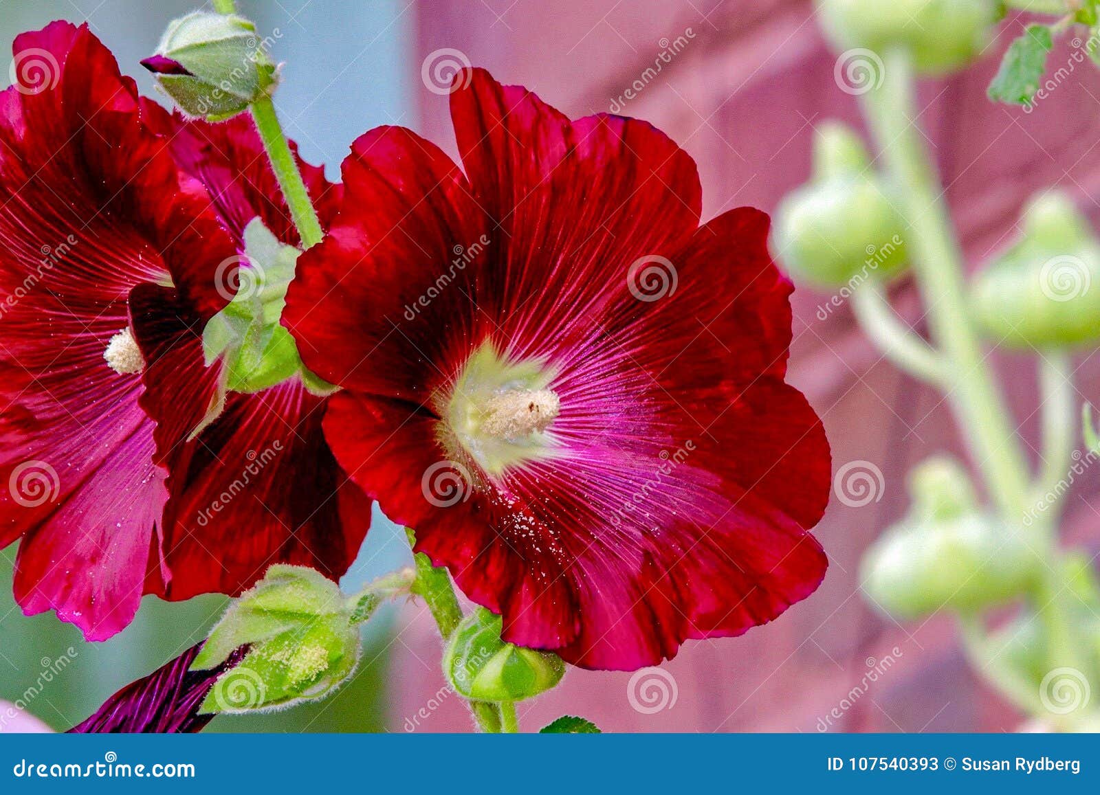 Closeup of Magenta Red Colored Hollyhock Flowers 2 Stock Image - Image ...