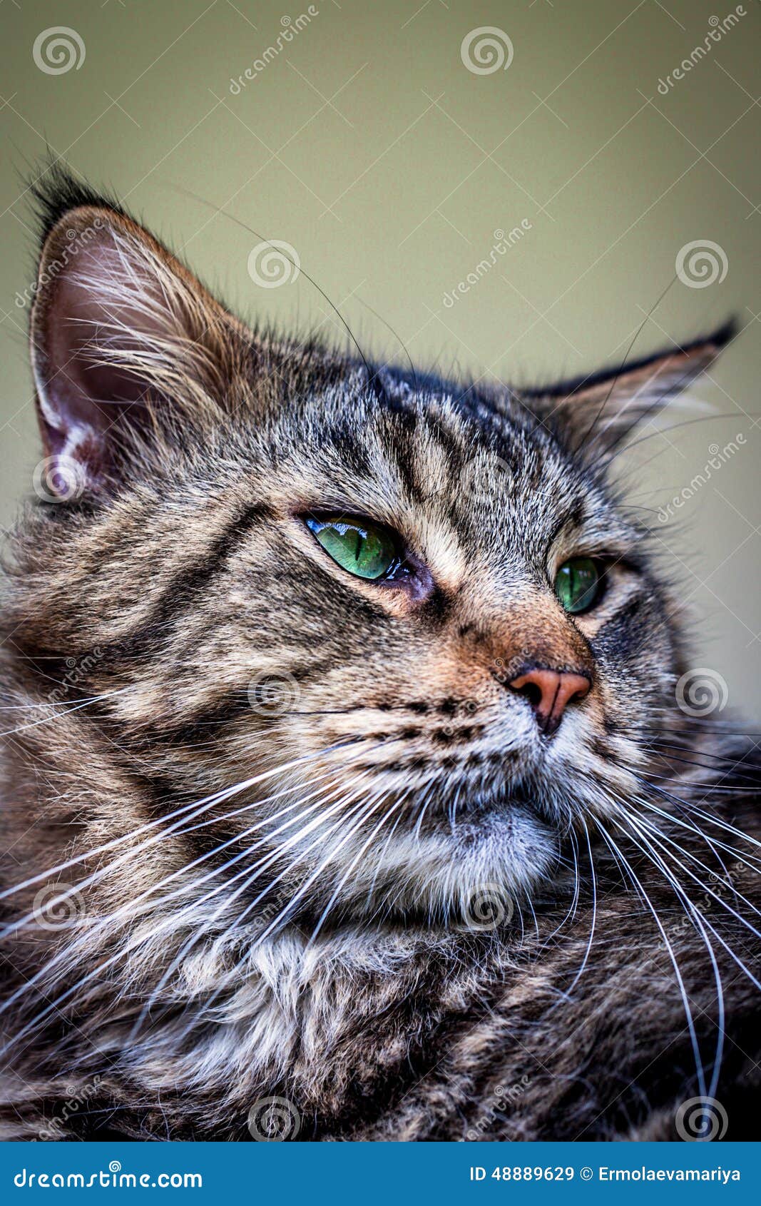Closeup of Maine Coon Black Tabby Cat with Green Stock Image Image of