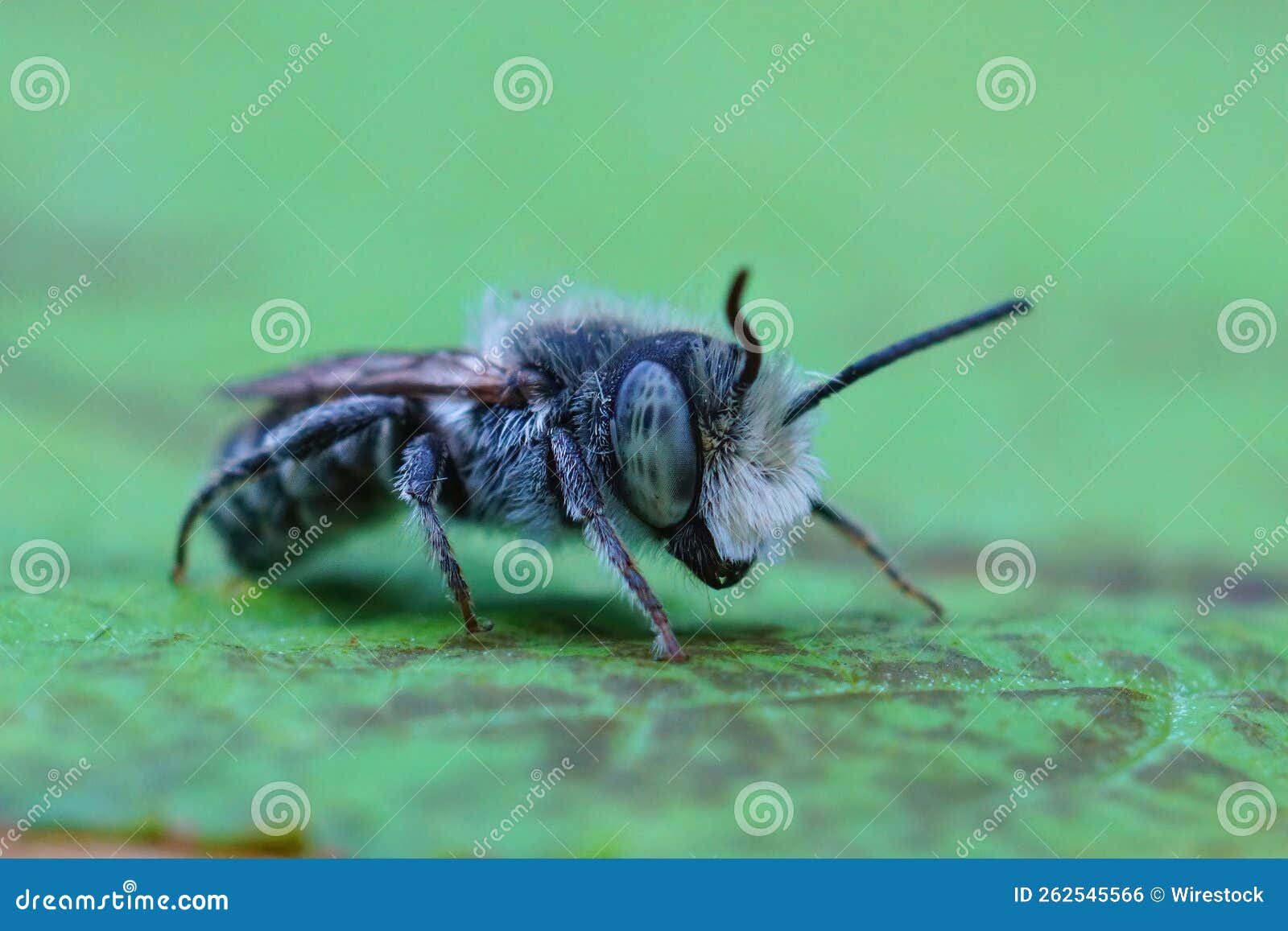 closeup of a male of the alfalfa leafcutting bee, megachile rotundata on a green leaf