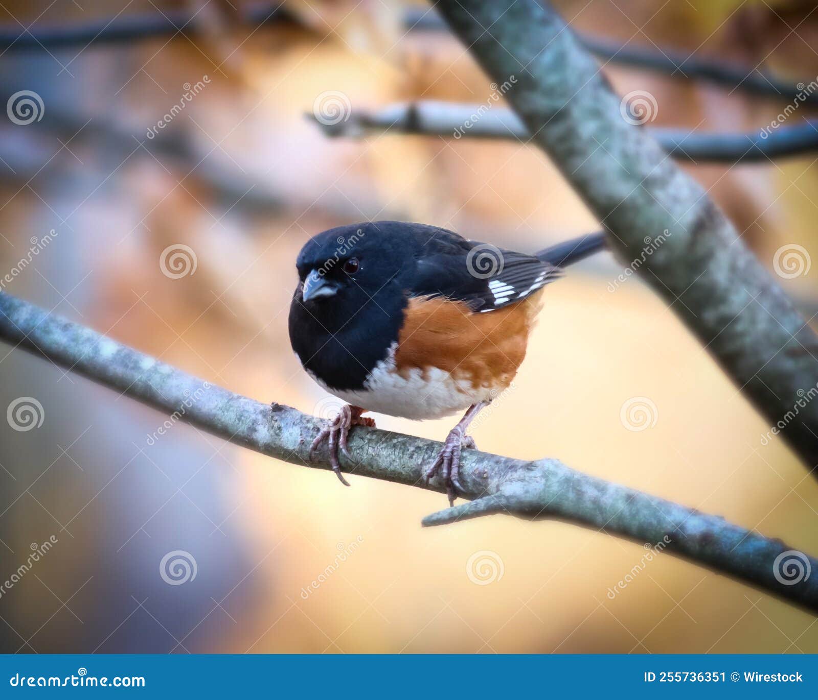 closeup of a male eastern towhee, pipilo erythrophthalmus on the branch.