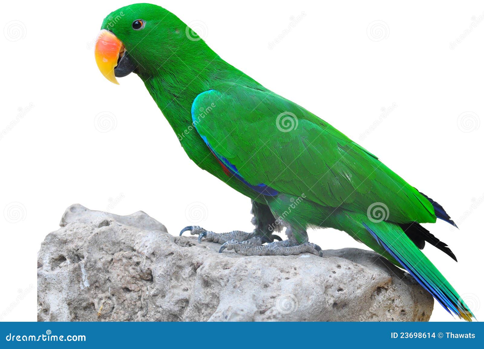 Closeup Male eclectus stock photo. Image of perch, isolated 23698614