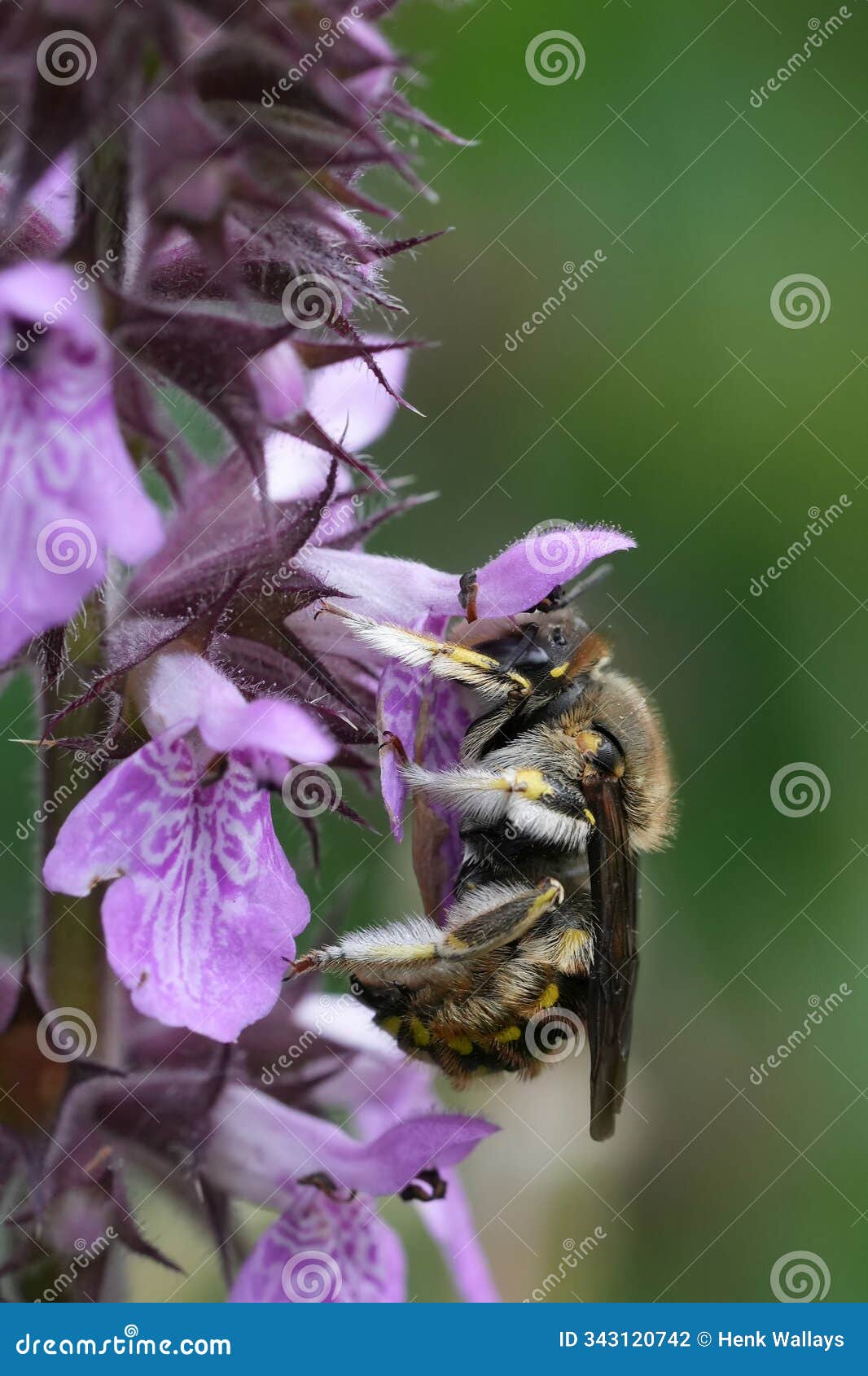 closeup on a male european common woolcarder bee, anthidium manicatum on a purple stachys flower