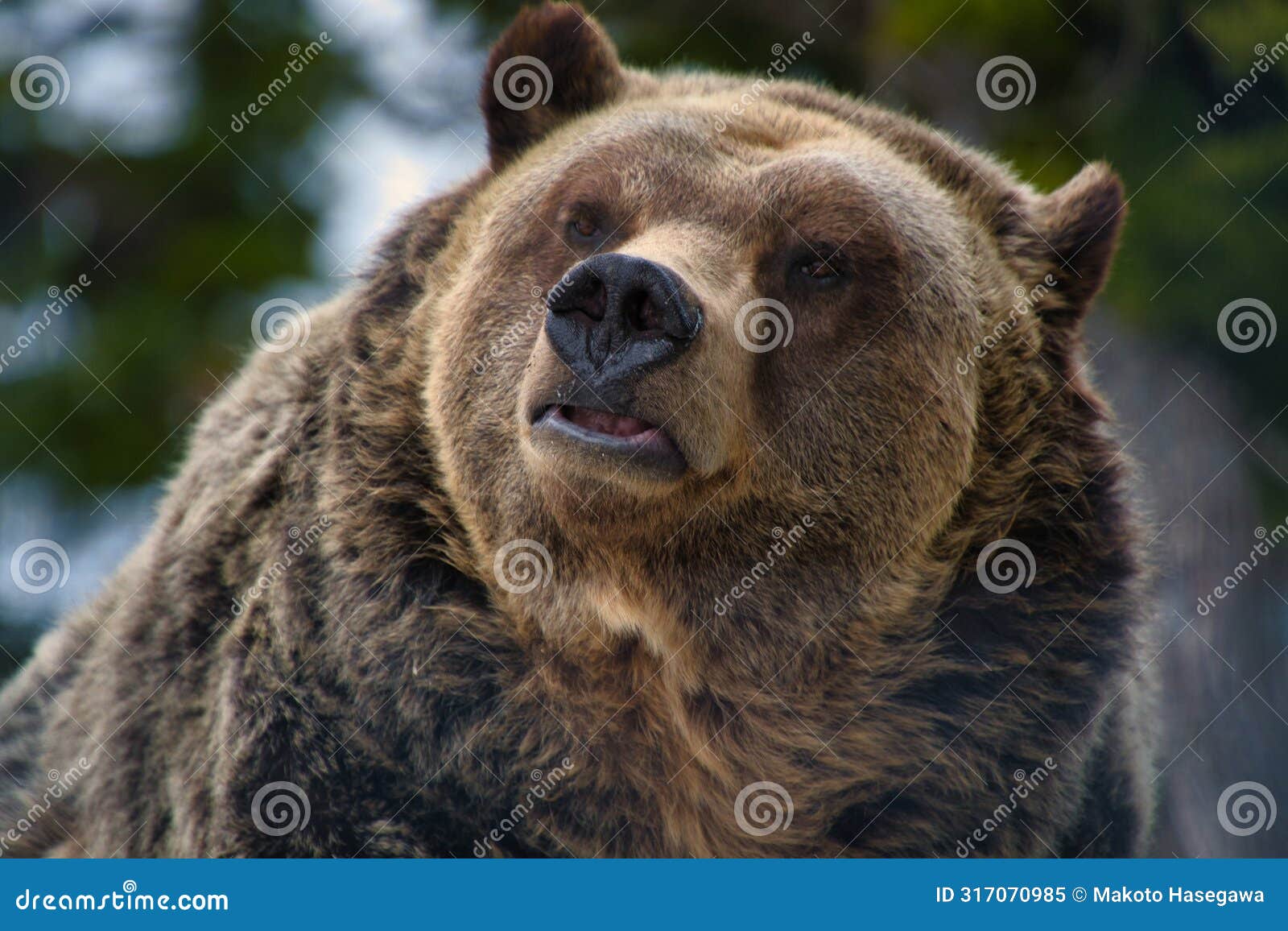 a closeup of a male grizzly bear's face. grouse mountain, north vancouver, canada
