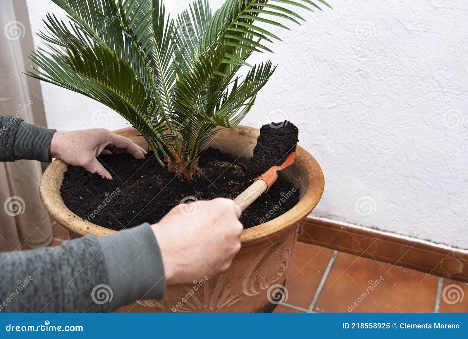 Man Replanting a Green Palm Tree Stock Image - Image of green, garden 