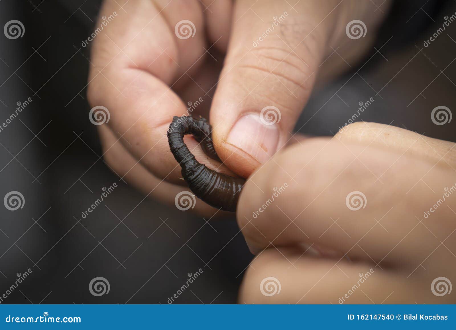 Closeup of Man`s Hands Baiting a Fishing Hook with Black Lugworm