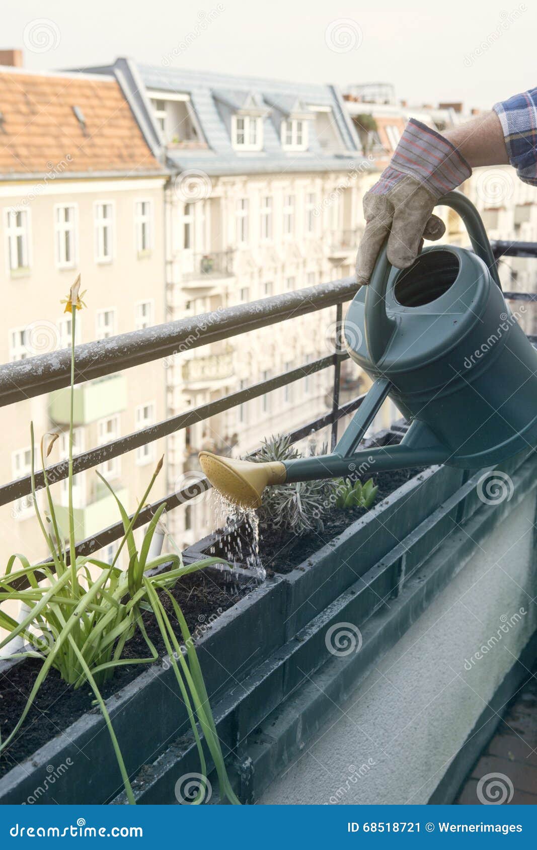 Closeup of Man Watering Plants on Balcony Stock Image Image of