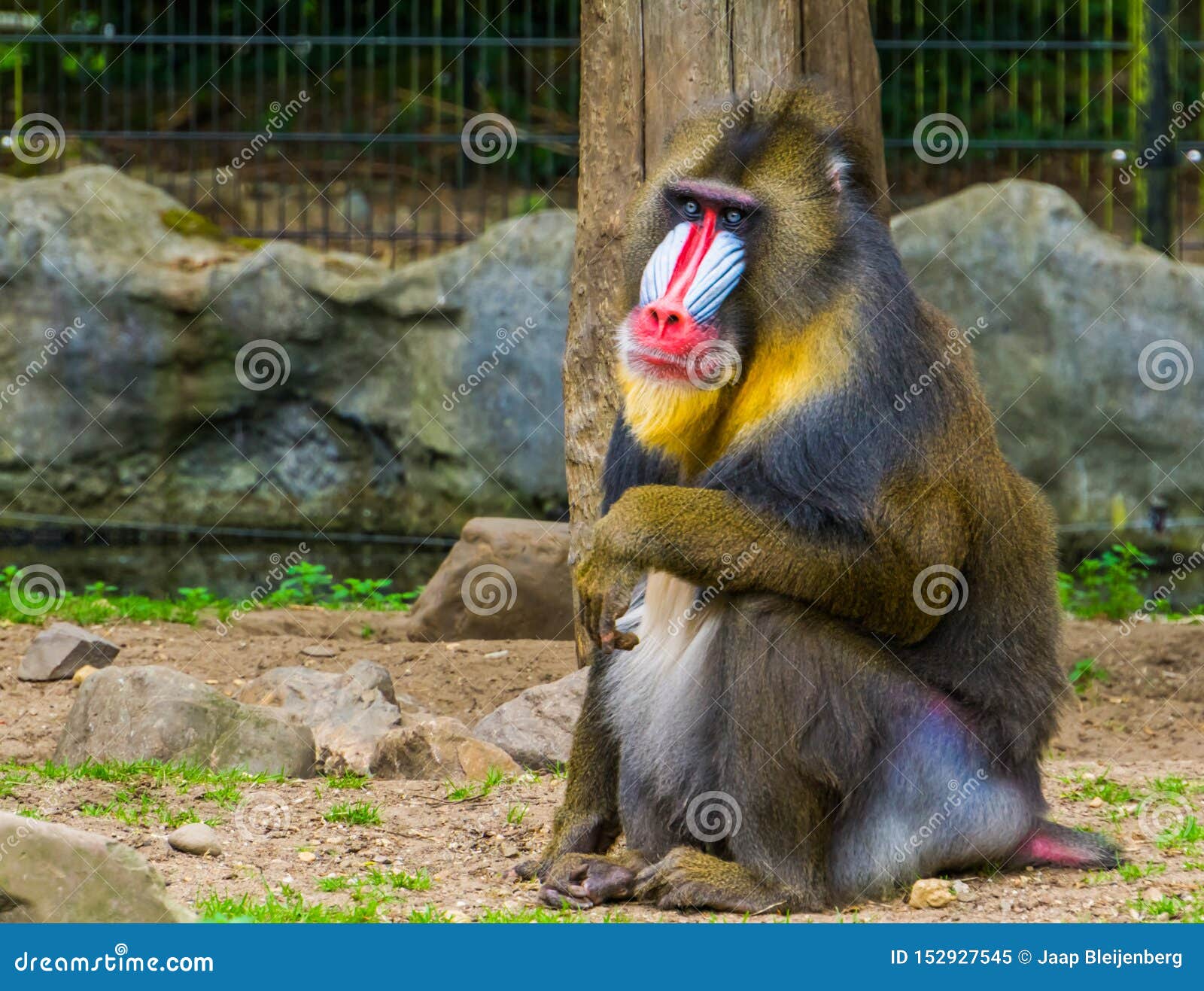 closeup of a mandrill monkey, large primate with a colorful nose, vulnerable animal specie from cameroon, africa