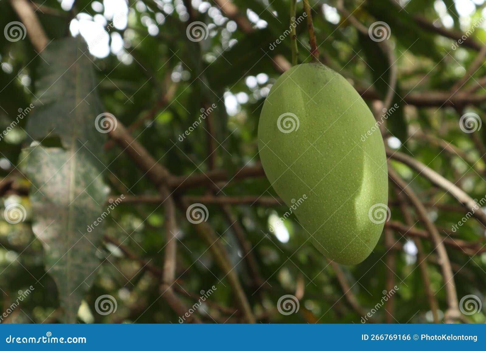 Closeup of Mango Fruit on a Tree. Green Mango Fruit with Branches and