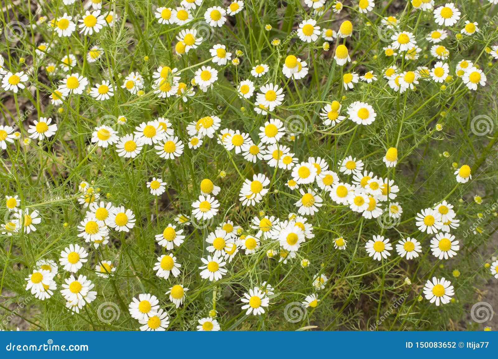 Closeup Of Medicinal Plants Blossoms Of Chamomile For Healthy Tea