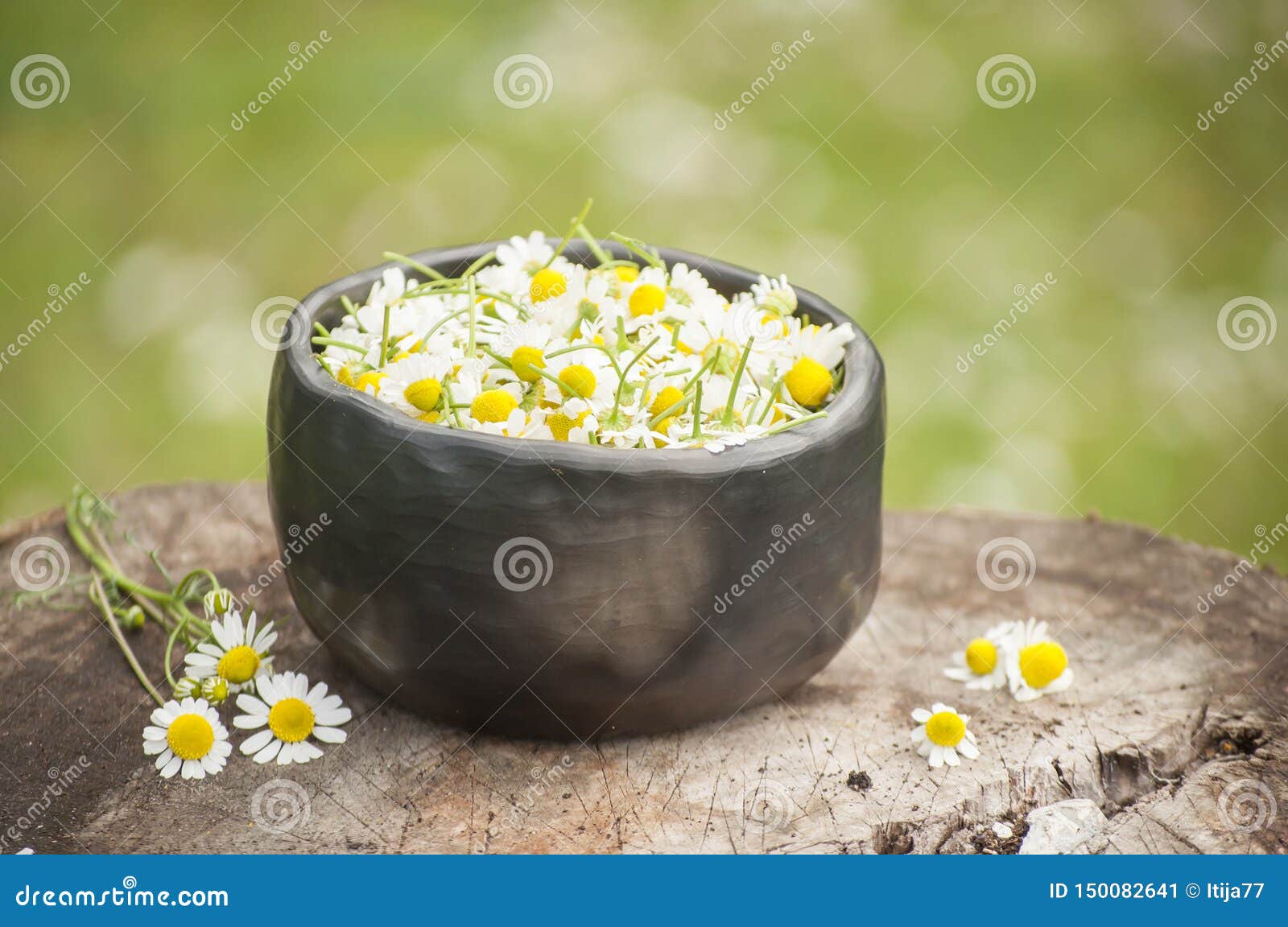 closeup of medicinal plants- fresh blossoms of chamomile for healthy tea in mug of black pottery