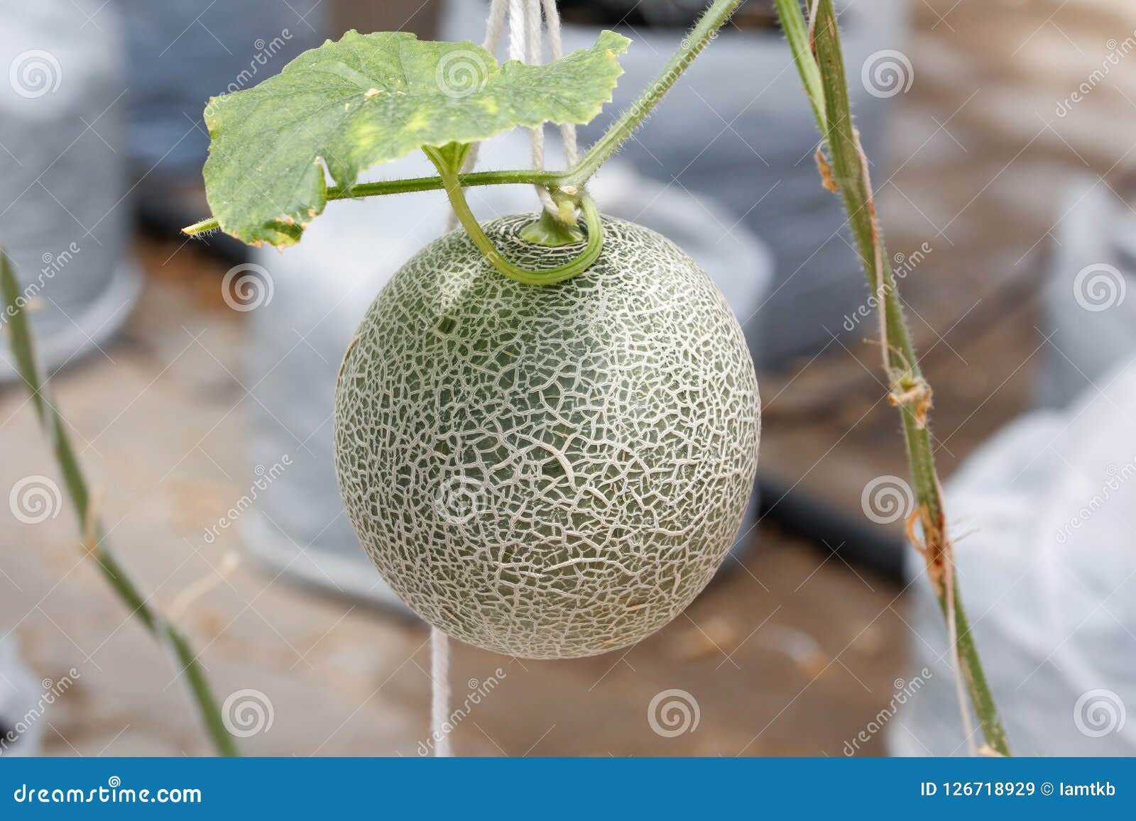 Closeup Melon Fruit on the Tree Stock Image Image of botany