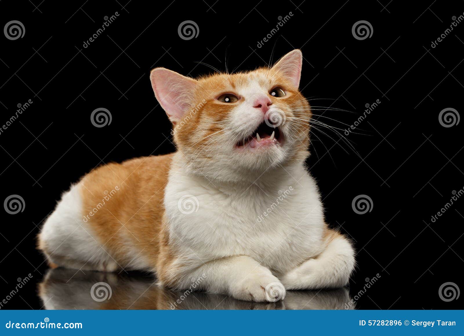 Closeup Meowing Ginger Cat on Black Stock Photo Image of adorable