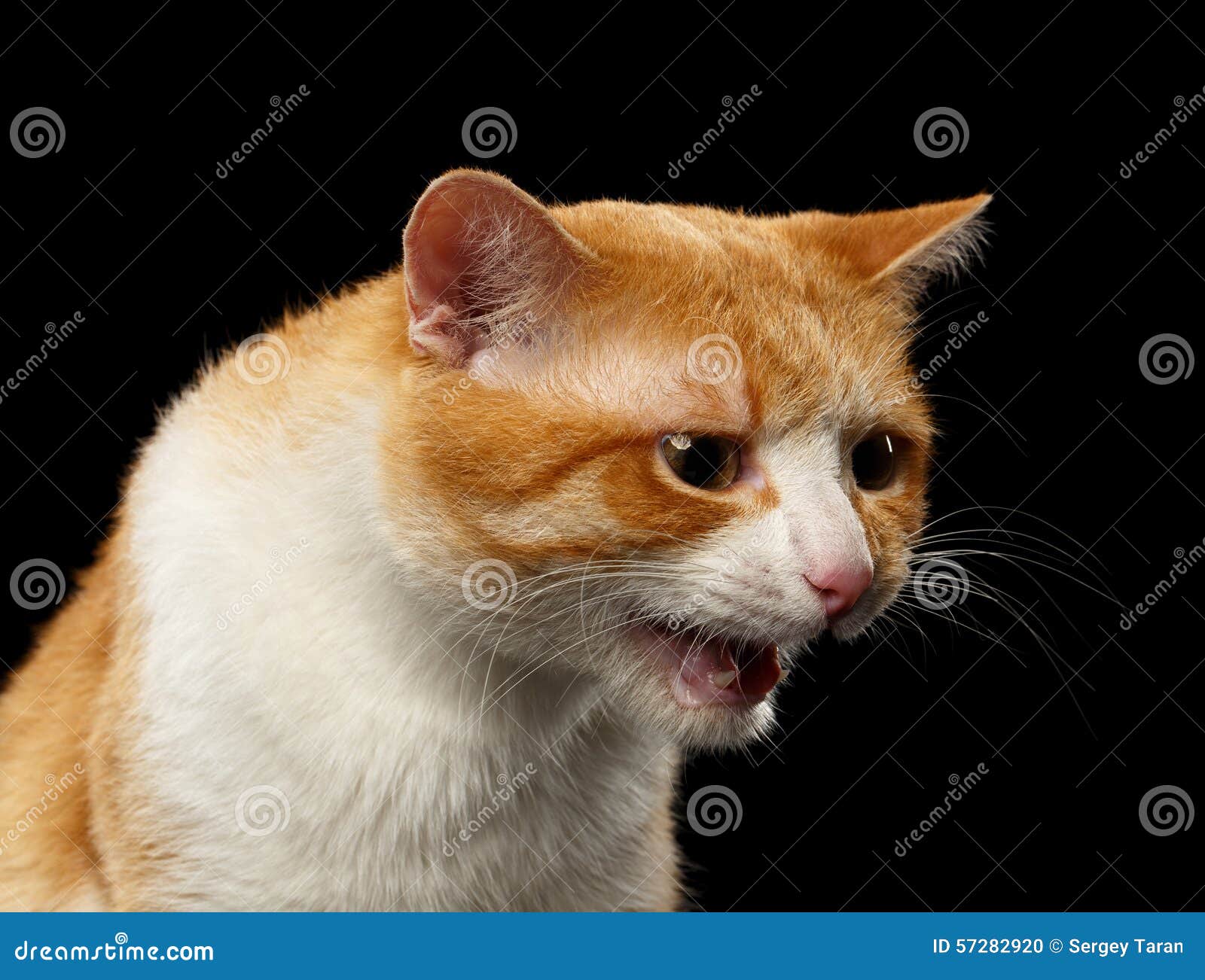 Closeup Meowing Ginger Cat on Black Stock Photo Image of background