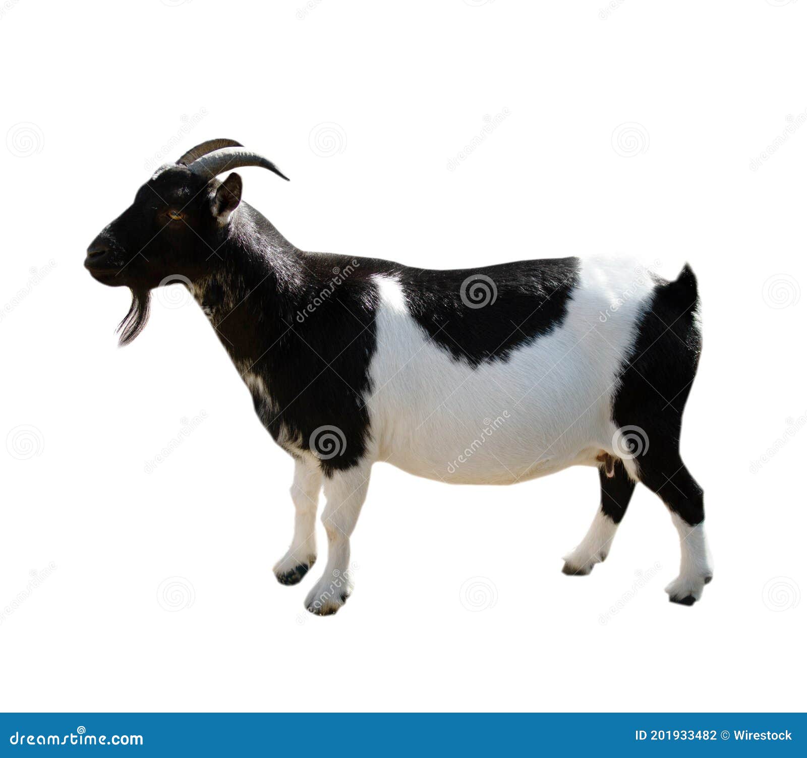 Closeup of a Miniature Black and White Goat Isolated on White