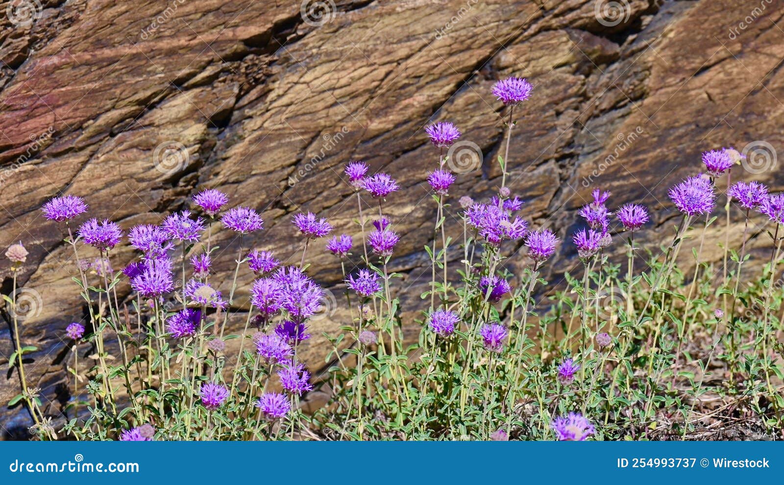 Closeup of Monardella Villosa, Known by the Common Name Coyote Mint