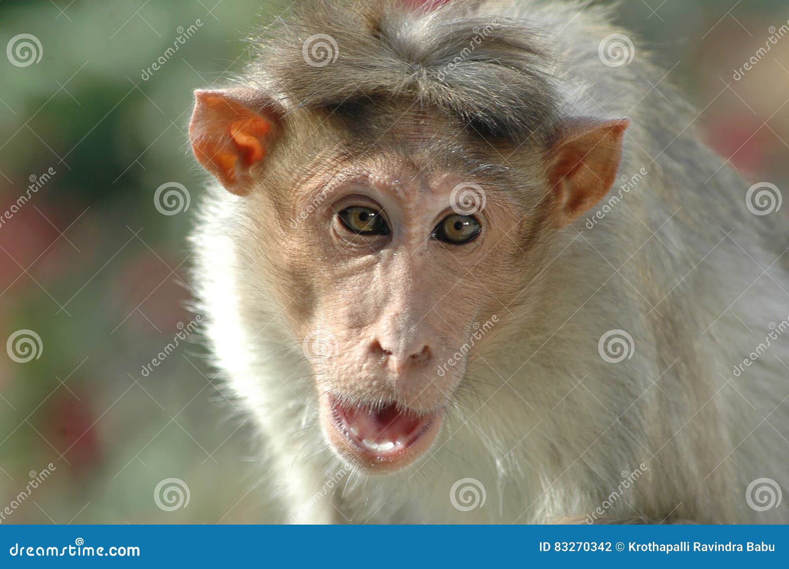 Monkey Wall Sculpture Stock Image 44267221