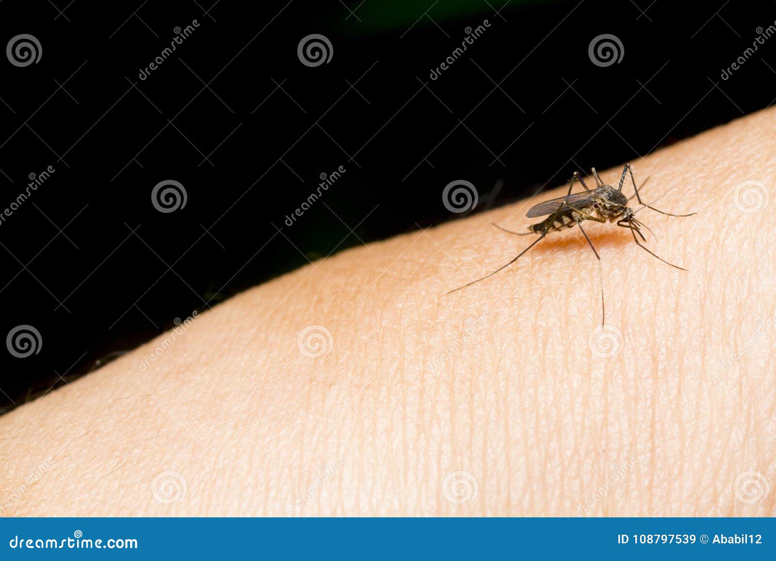 closeup of mosquito on human skin. selective focus and crop fragment.