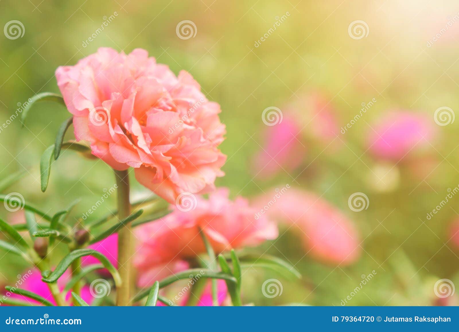 Closeup Moss Rose Making Soft Light Stock Photo Image of fresh, moss