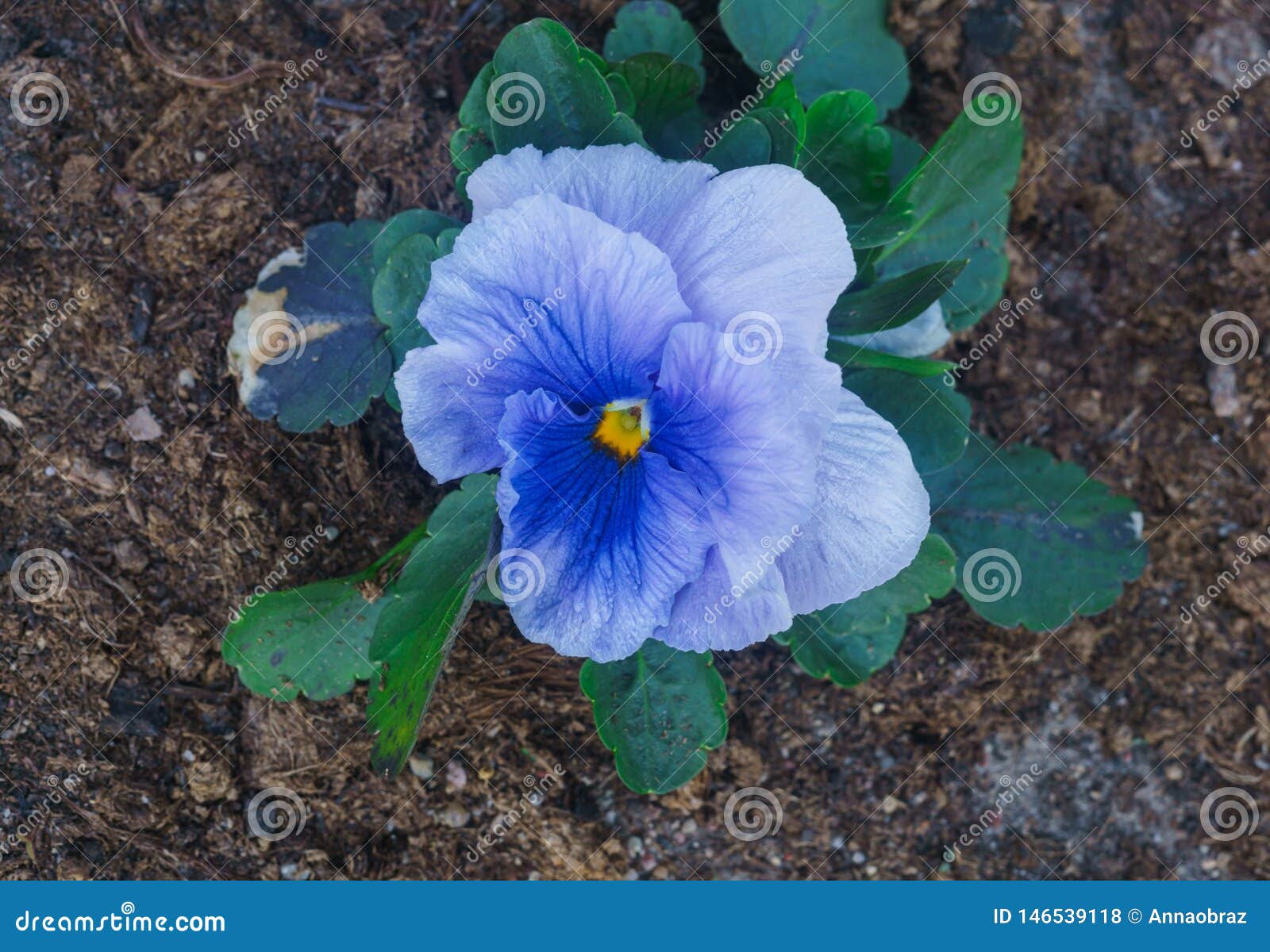 Closeup of Multicolored Gently Blue Flowers of Pansies Stock Photo ...