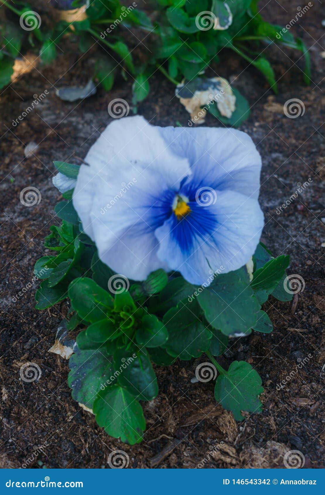 Closeup of Multicolored Gently Blue Flowers of Pansies Stock Photo ...