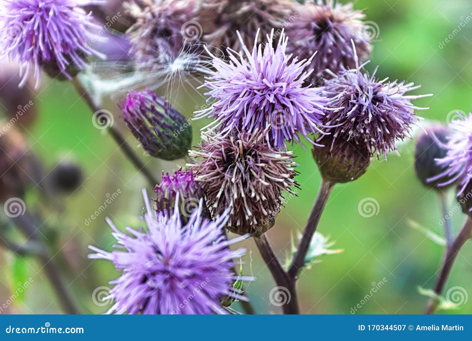 Closeup of Multiple Purple Thistle Flower Heads Stock Image Image of