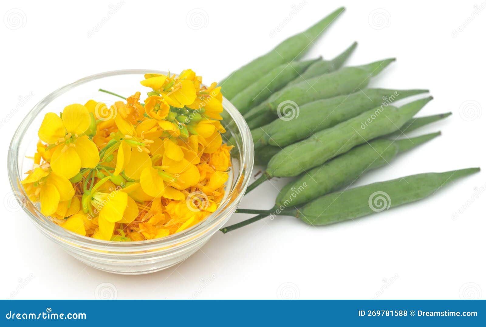 Closeup of Mustard Flowers with Beans Stock Photo Image of nigra