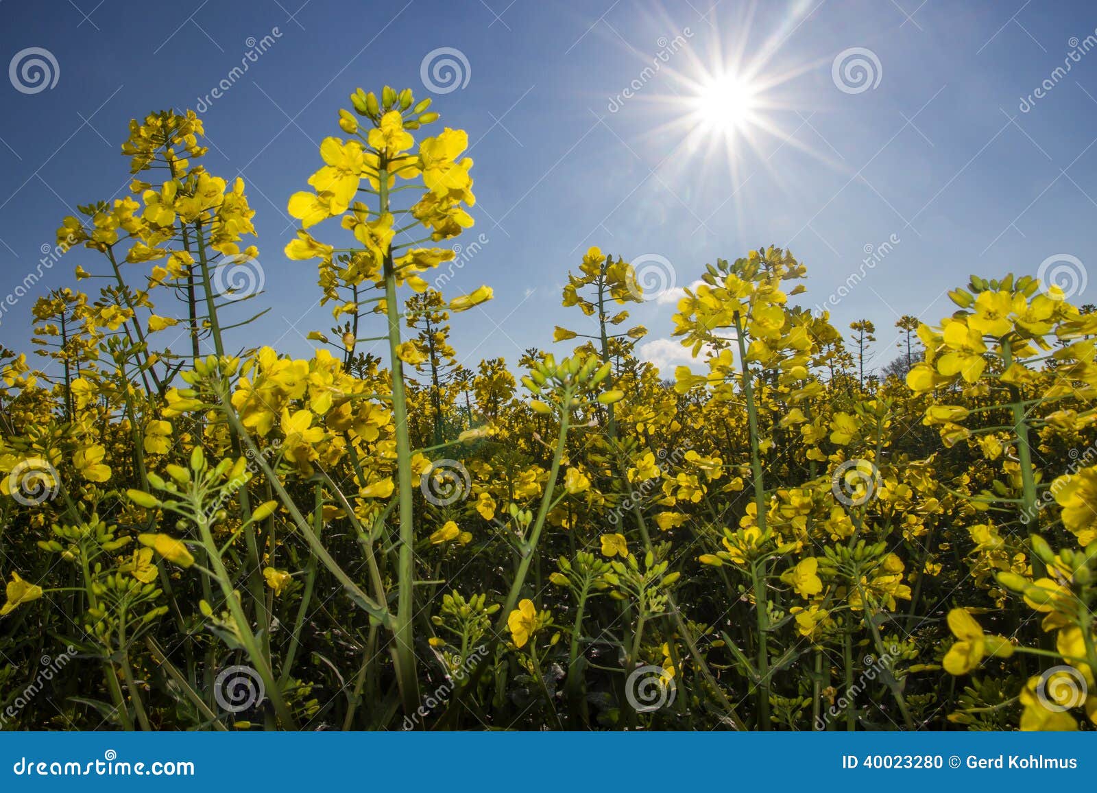 Closeup of Mustard Seed Plant Stock Photo Image of mustard, field 40023280