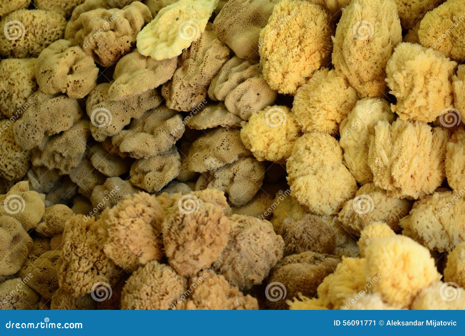 Closeup of a Natural Sponges Stock Image Image of sponges, body 56091771