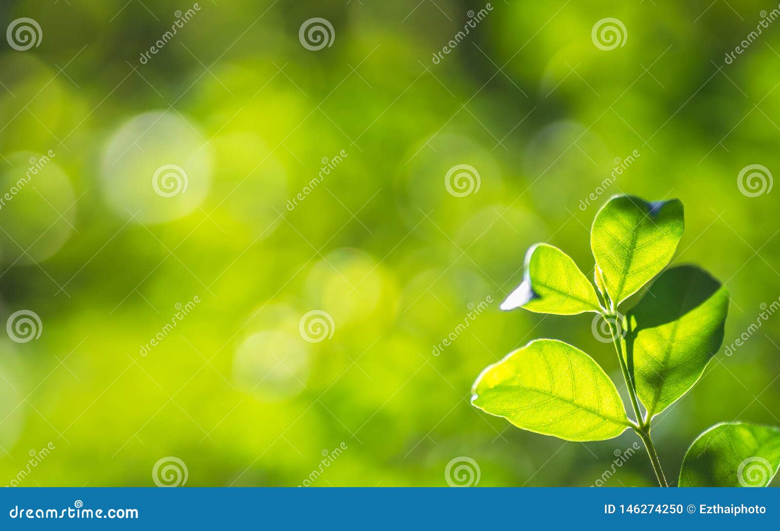 Closeup Nature Fresh Green Tree Leaves on Blurred Bokeh Greenery Background  in Garden. Green Natural Wallpaper Concept with Copy Stock Photo - Image of  frame, blossom: 146274250