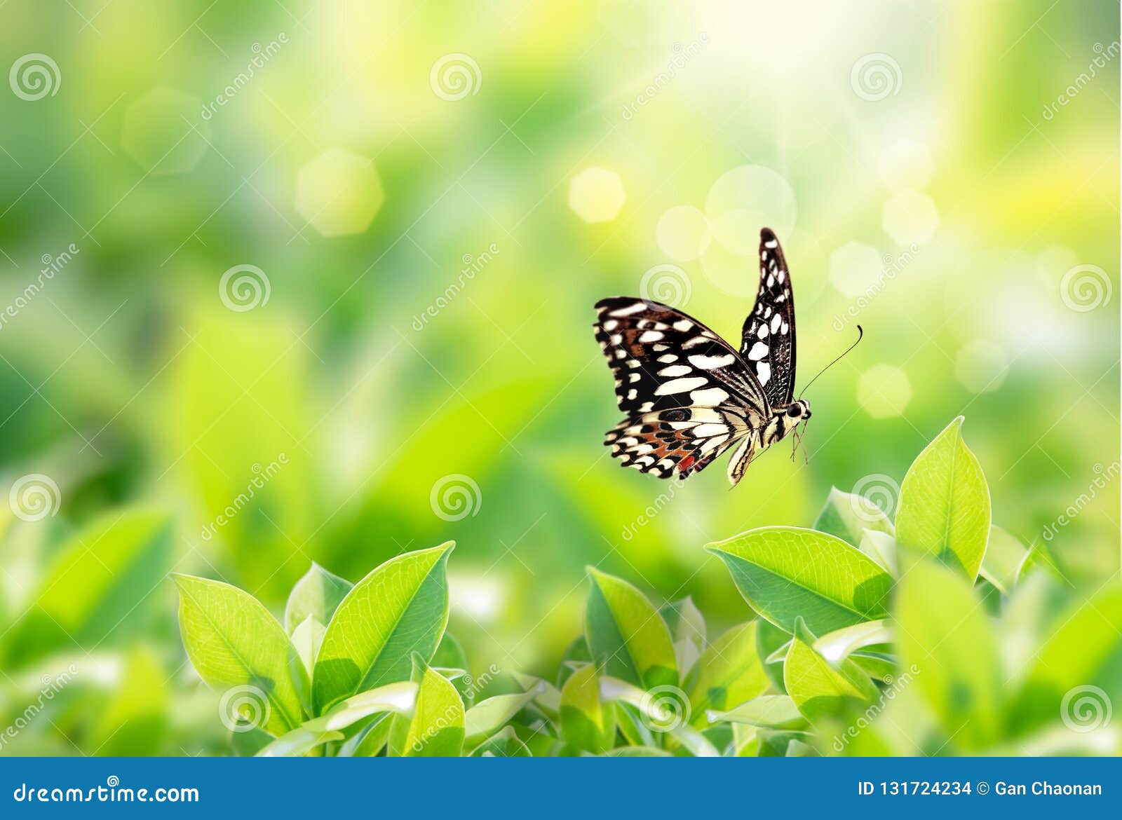 Closeup Nature View of Butterfly with Green Leaf on Blurred Greenery  Background in Garden with Copy Space Using As Background Stock Photo -  Image of environment, ecology: 131724234