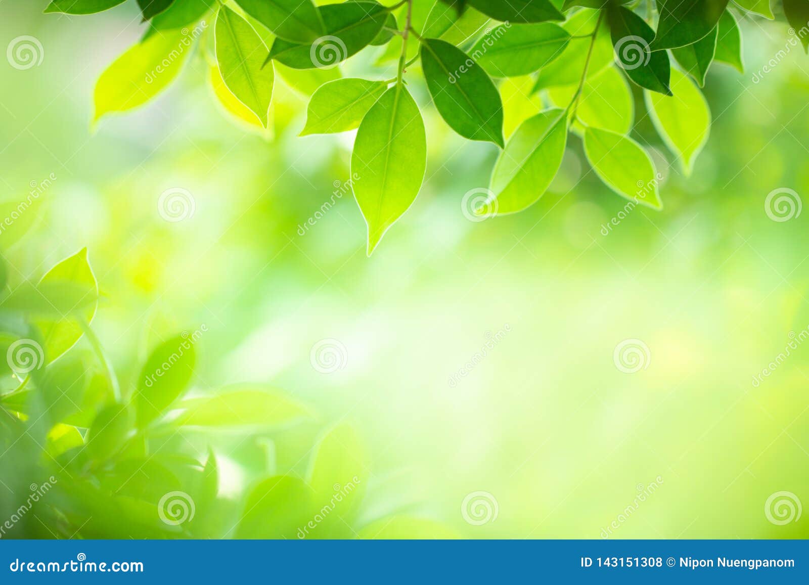 Closeup Nature View of Green Leaf on Blurred Background in Selective Focus  Stock Photo - Image of bright, botany: 143151308