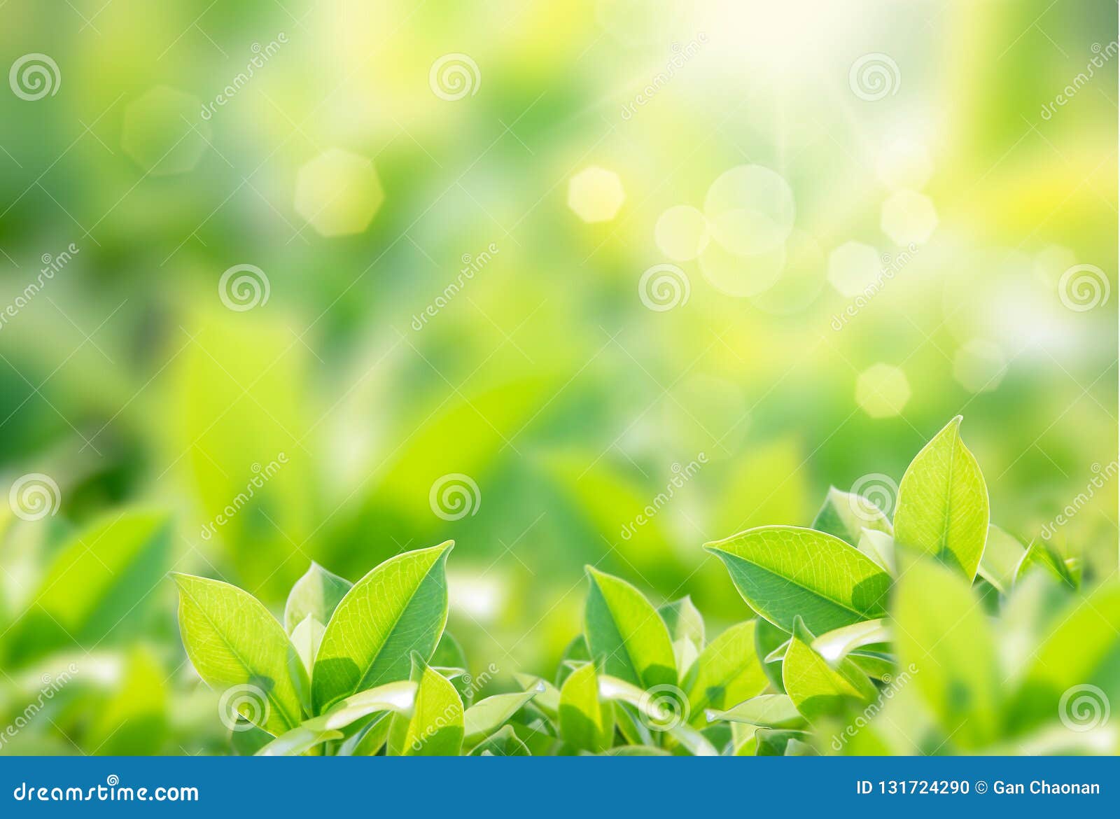 closeup nature view of green leaf on blurred greenery background in garden with copy space using as background