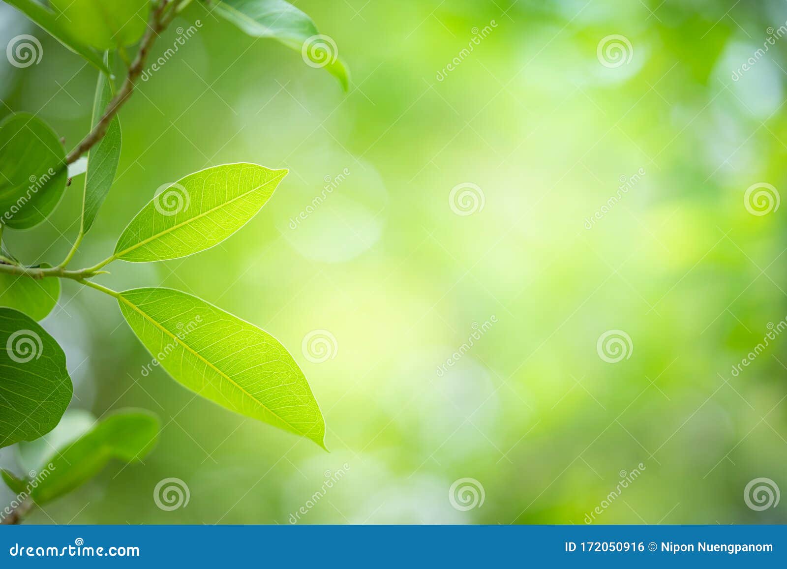Nature View of Green Leaf on Greenery Blur Background Stock Photo - Image  of brilliant, beauty: 172050916