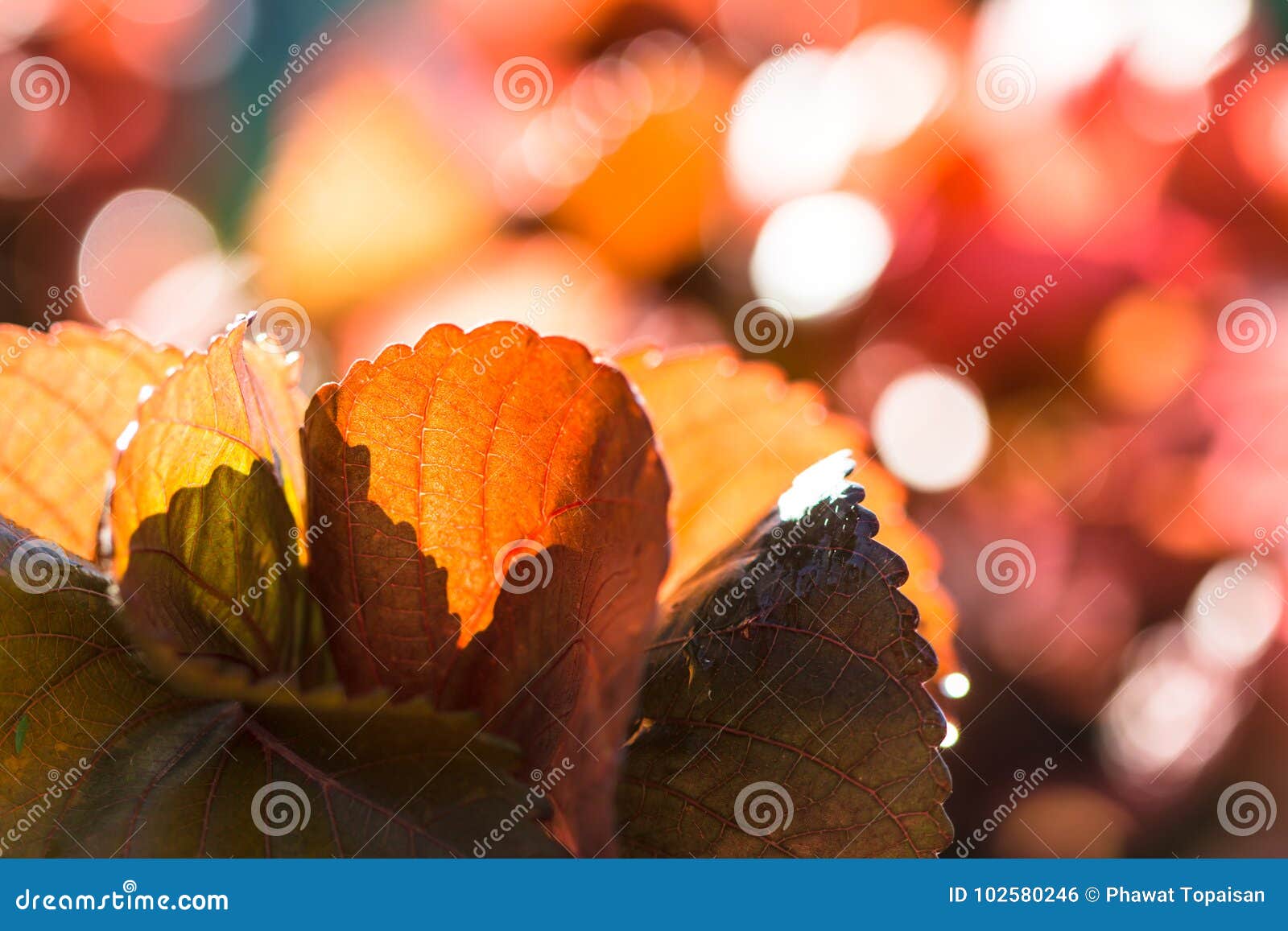 161,616 Wallpaper Red Leaf Stock Photos - Free & Royalty-Free Stock Photos from Dreamstime 161,616 Wallpaper Red Leaf Stock Photos - Free & Royalty-Free Stock Photos from Dreamstime