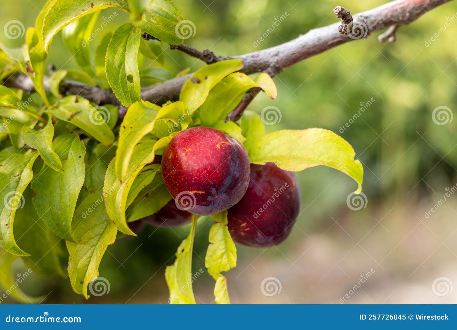 Closeup of Nectarine on a Tree Stock Image Image of vitamin, tropical
