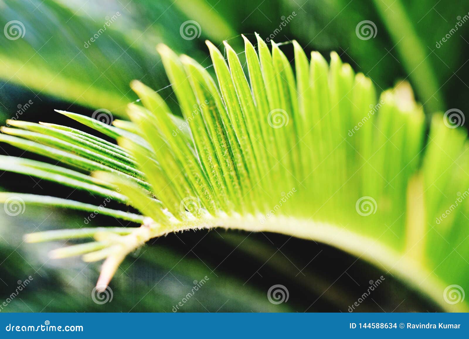Closeup of New Leaf of Plant Stock Photo - Image of nature, closeup ...