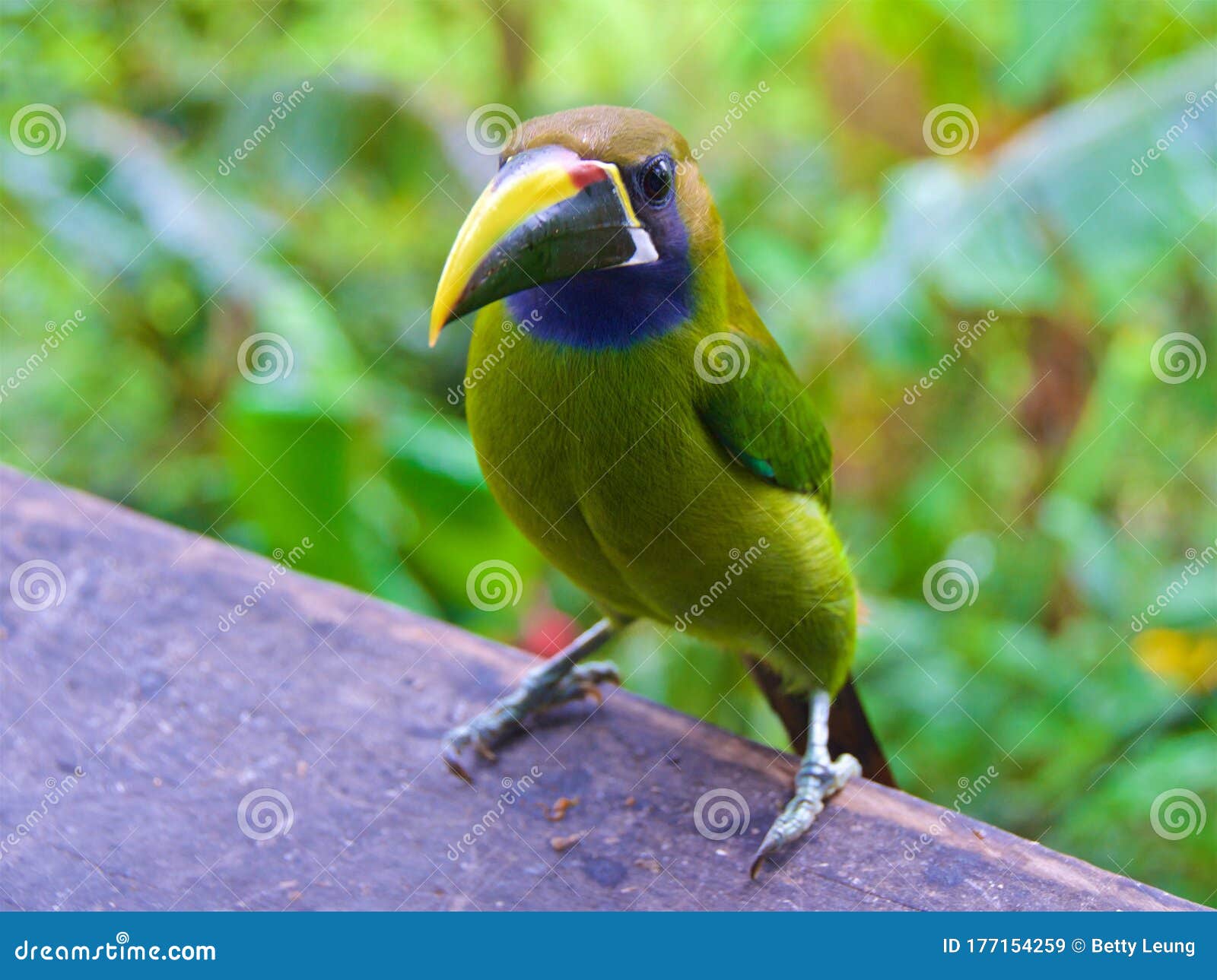 closeup of northern emerald toucanet in the cloud forest in alajuela, costa rica