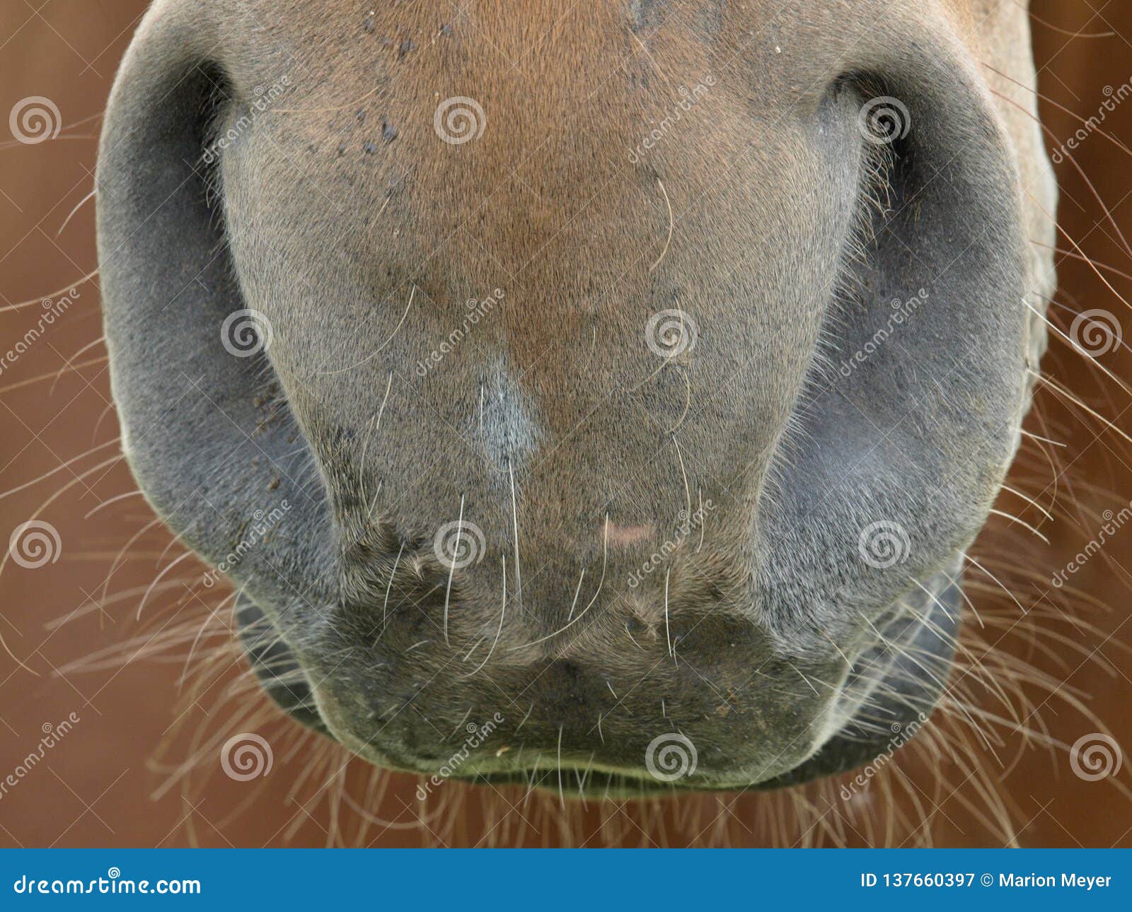 Closeup of the Nostrils of a Horse Stock Image Image of detail, horse