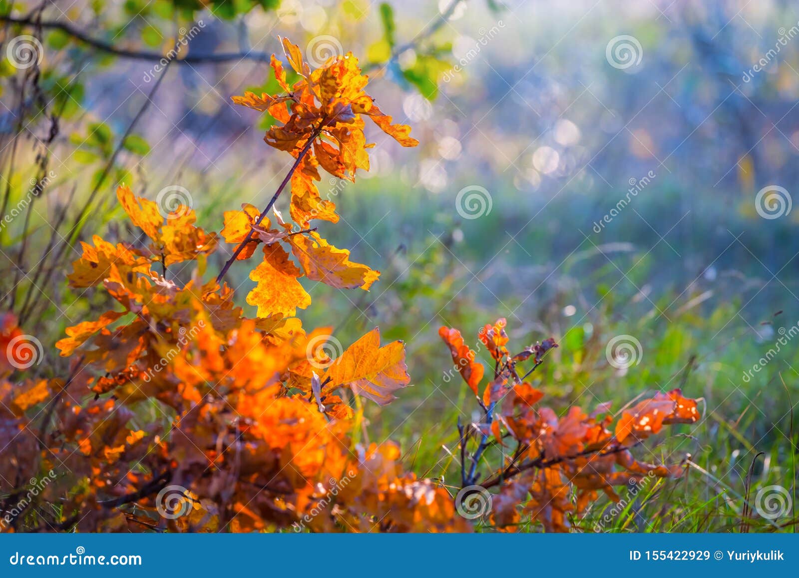 Closeup Oak Tree Branch in the Autumn Forest Stock Image Image of