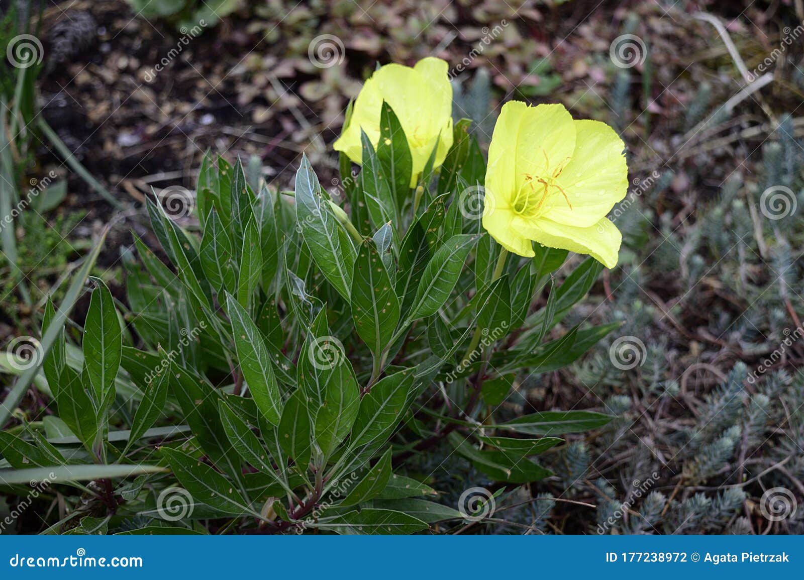 oenothera macrocarpa with bright yello flowers