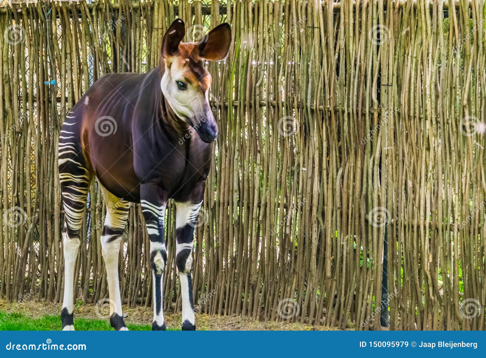 Closeup of a Okapi, Tropical Endangered Giraffe Specie from Congo, Africa  Stock Image - Image of animal, congo: 150095979